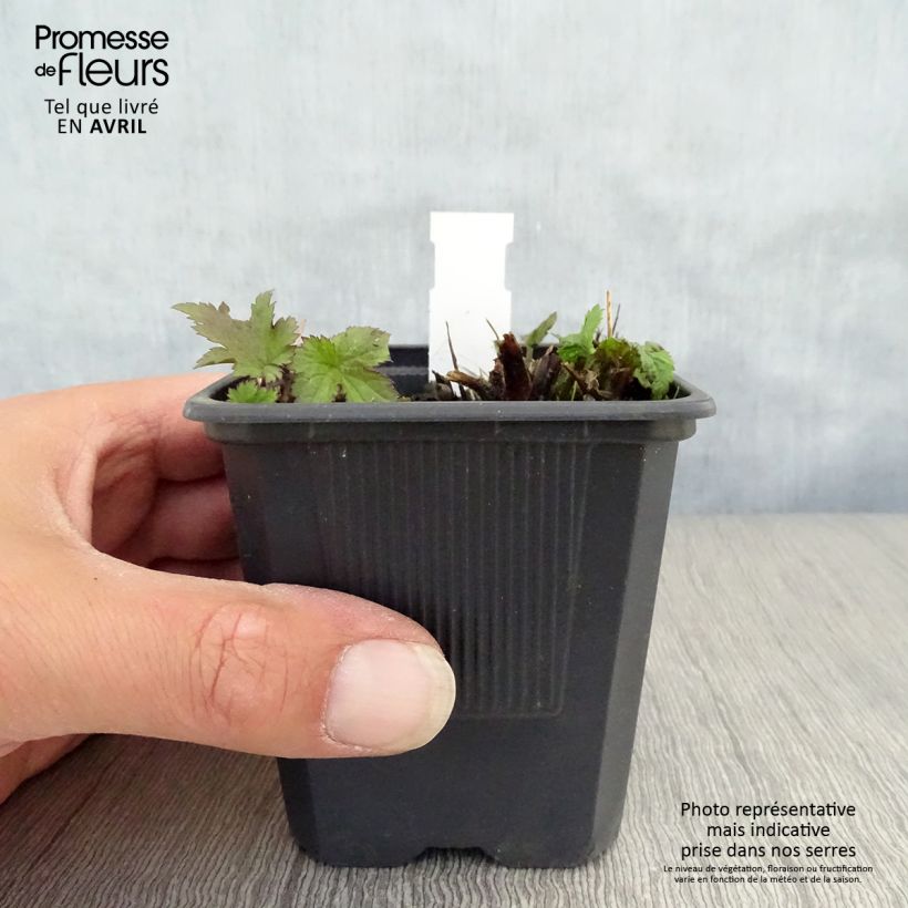 Exemplar von Anemone hupehensis Praecox - Chinesische Herbst-Anemone Kleine Töpfe von 8/9 cm wie im Frühjahr geliefert