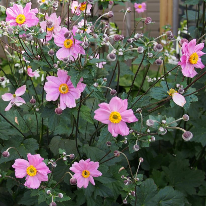 Anemone hybrida Rubra Plena - Herbst-Anemone (Wuchs)