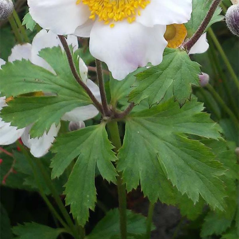 Anemone Elfin Swan - Herbst-Anemone (Foliage)