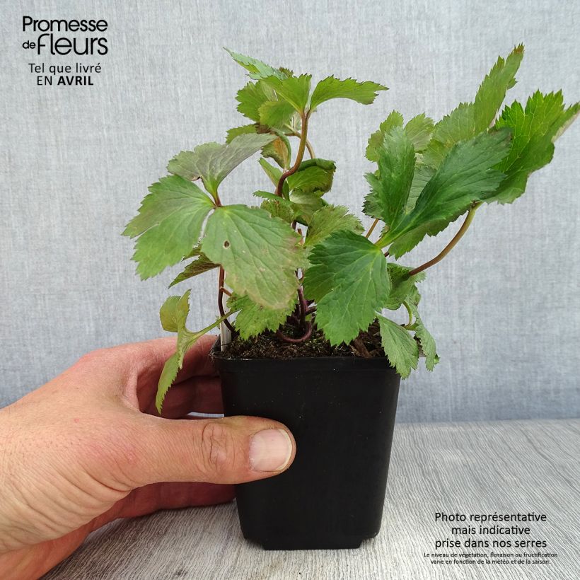 Example of Anemone Elfin Swan - Herbst-Anemone Kleine Töpfe von 8/9 cm as you get in printemps