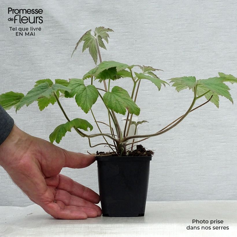 Example of Anemone Hadspen Abundance - Japan-Herbst-Anemone Kleine Töpfe von 8/9 cm as you get in printemps