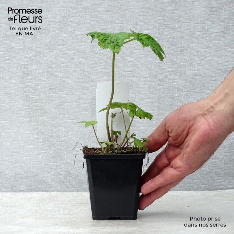 Example of Anemone Honorine Jobert - Japan-Herbst-Anemone Kleine Töpfe von 8/9 cm as you get in printemps