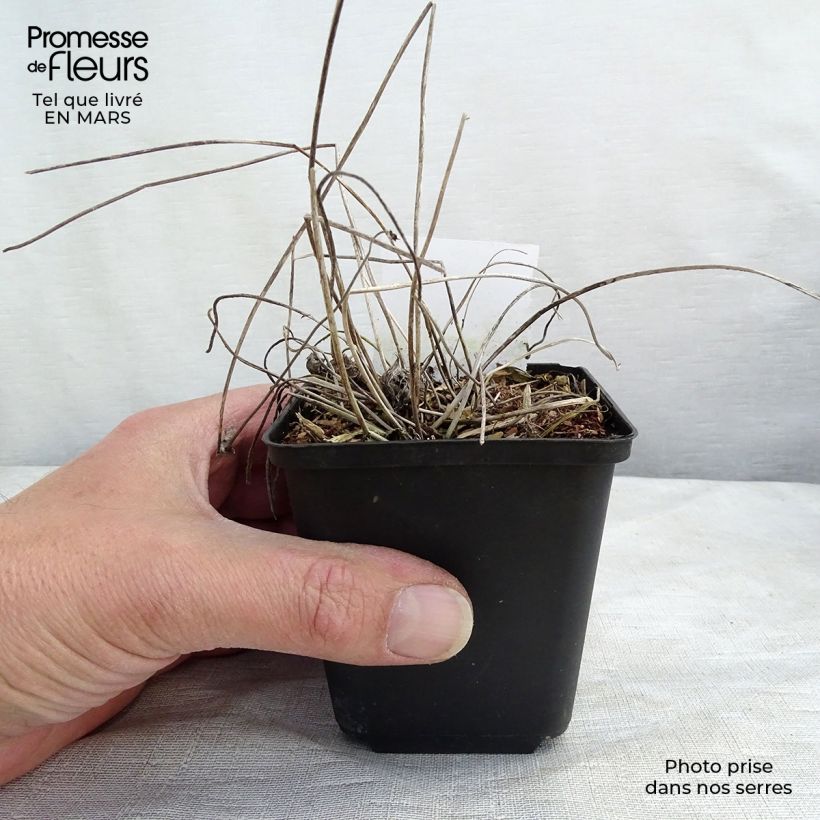 Example of Anemone Margarete - Japan-Herbst-Anemone Kleine Töpfe von 8/9 cm as you get in printemps