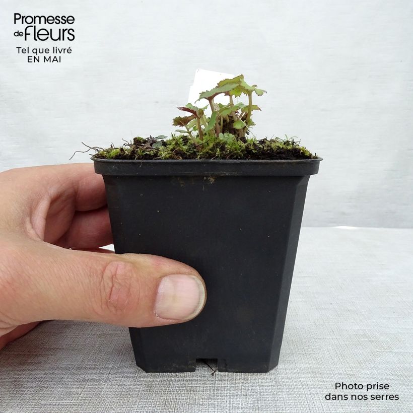 Example of Anemone Mont Rose - Japan-Herbst-Anemone Kleine Töpfe von 8/9 cm as you get in printemps