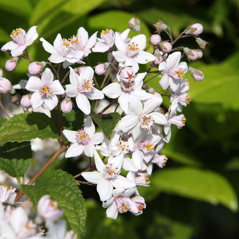 Deutzia Mont Rose - Rosendeutzie (Blüte)
