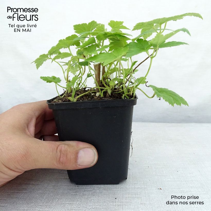 Exemplar von Anemone hupehensis var. japonica Pretty Lady Maria - Chinesische Herbst-Anemone Kleine Töpfe von 8/9 cm wie im Frühjahr geliefert