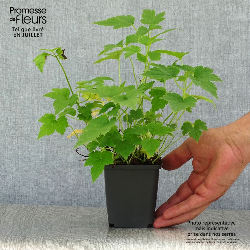 Exemplar von Anemone hupehensis var. japonica Pretty Lady Maria - Chinesische Herbst-Anemone Kleine Töpfe von 8/9 cm wie im Sommer geliefert