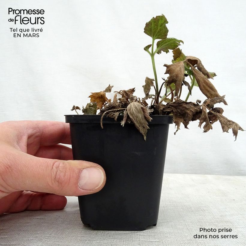 Example of Anemone Pretty Lady Susan - Japan-Herbst-Anemone Kleine Töpfe von 8/9 cm as you get in printemps