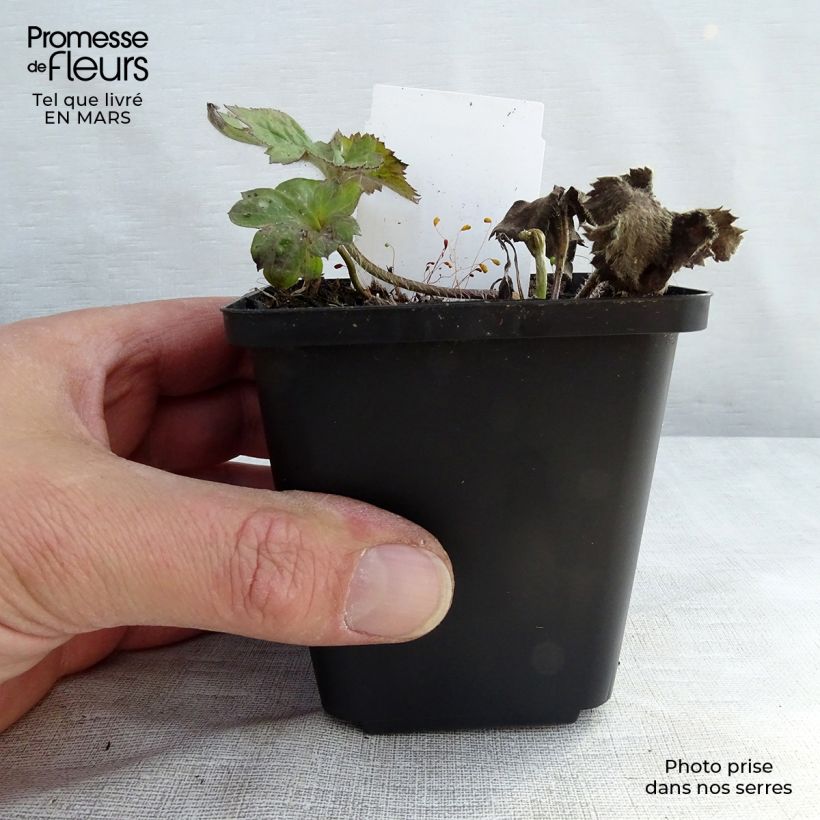 Example of Anemone Königin Charlotte - Japan-Herbst-Anemone Kleine Töpfe von 8/9 cm as you get in printemps