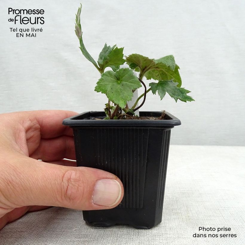 Example of Anemone hupehensis September Charm - Chinesische Herbst-Anemone Kleine Töpfe von 8/9 cm as you get in printemps