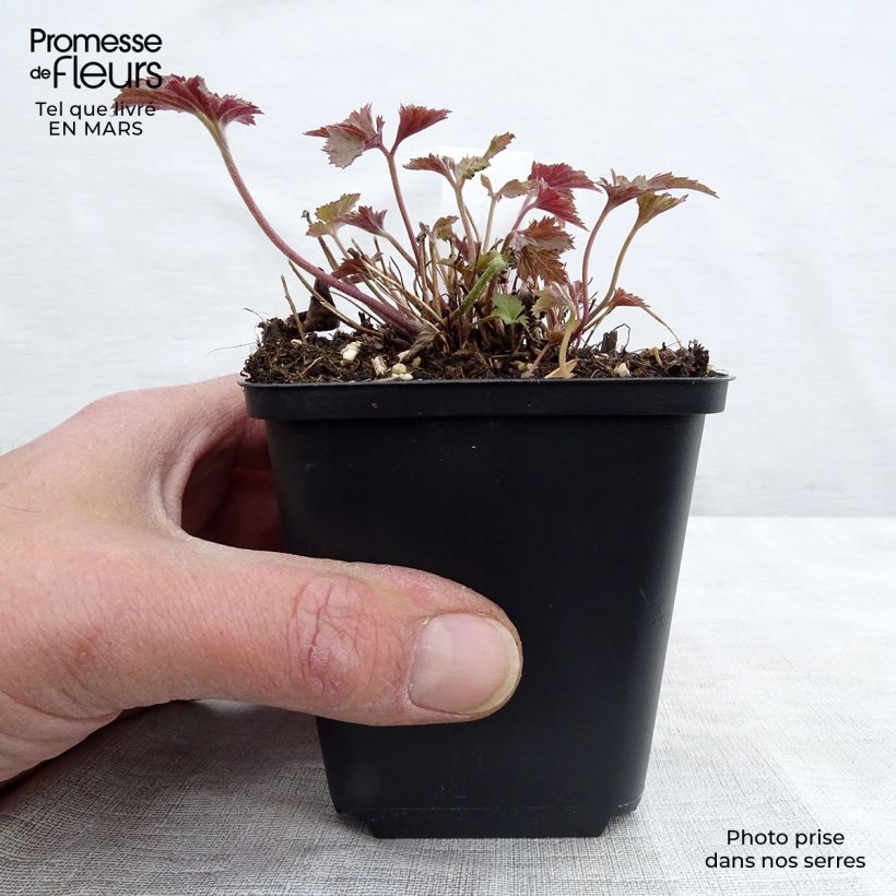 Example of Anemone hupehensis Splendens - Chinesische Herbst-Anemone Kleine Töpfe von 8/9 cm as you get in printemps