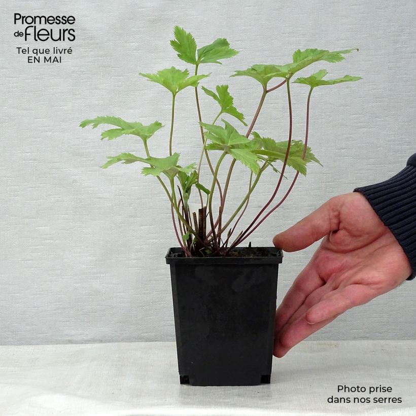 Exemplar von Anemone Wild Swan - Japan-Herbst-Anemone Kleine Töpfe von 8/9 cm wie im Frühjahr geliefert