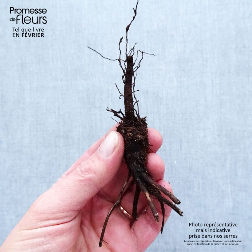 Exemplar von Anemone leveillei - Chinesisches Sommer-Windröschen Wurzelnackt wie im Winter geliefert