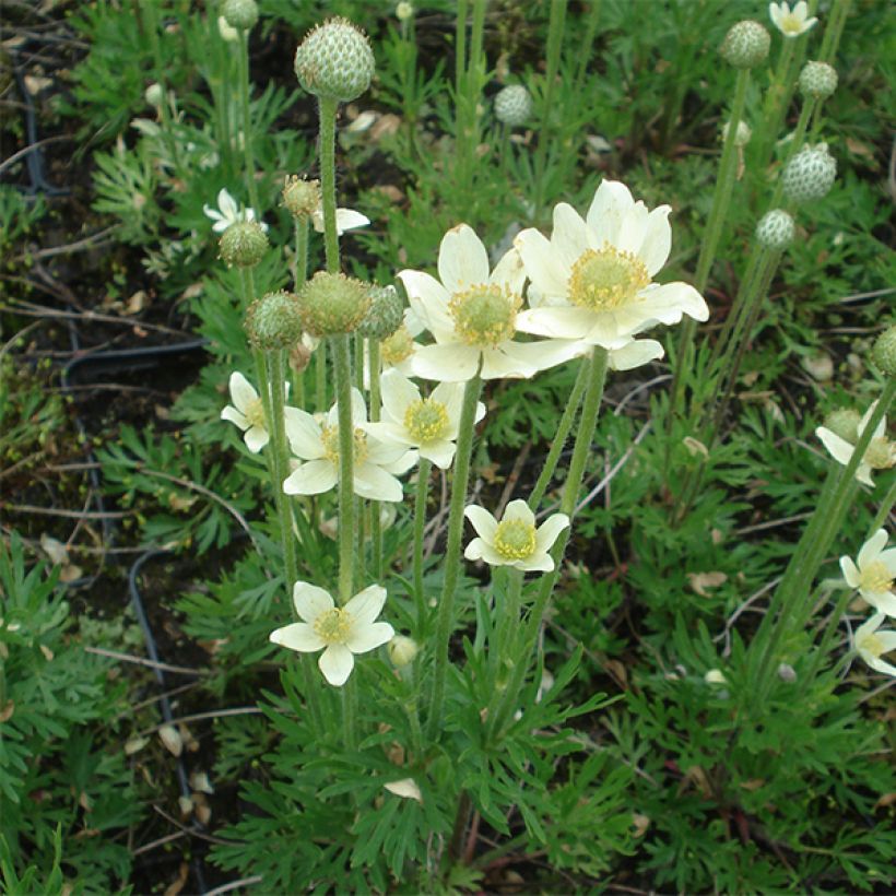 Anemone multifida Major - Frühsommer-Windröschen (Wuchs)
