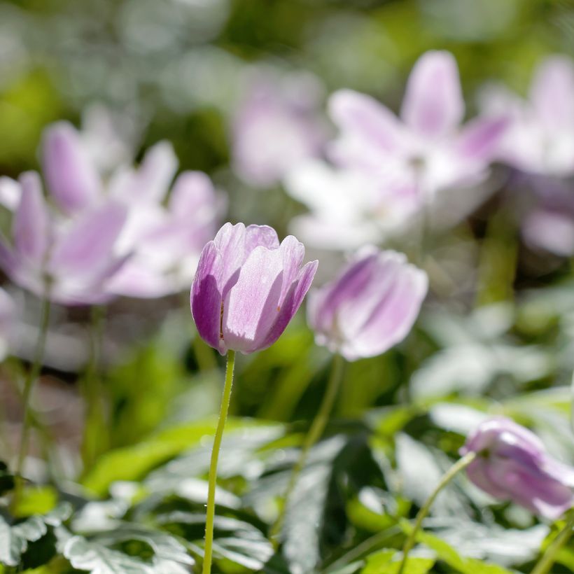 Anemone nemorosa Marie-Rose - Busch-Windröschen (Wuchs)