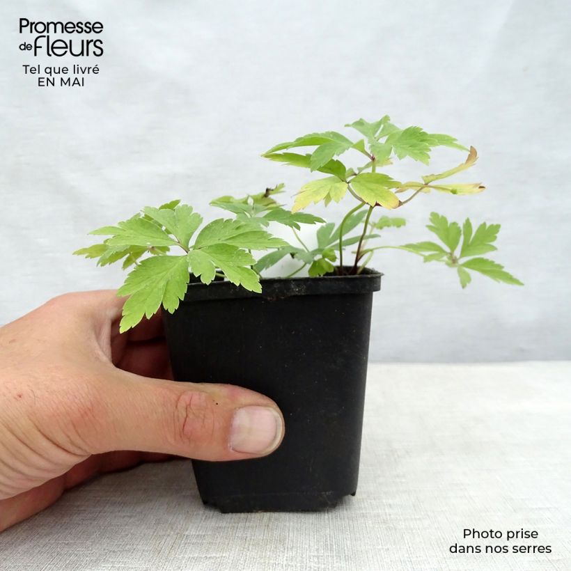 Exemplar von Anemone nemorosa - Busch-Windröschen Kleine Töpfe von 8/9 cm wie im Frühjahr geliefert