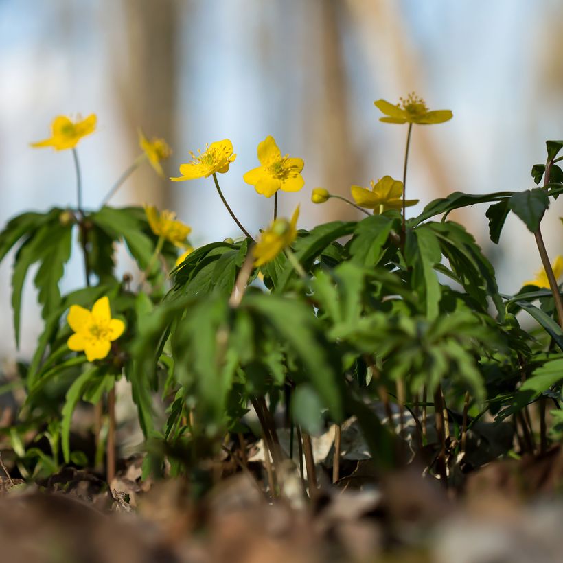Anemone ranunculoides - Gelbes Windröschen (Plant habit)