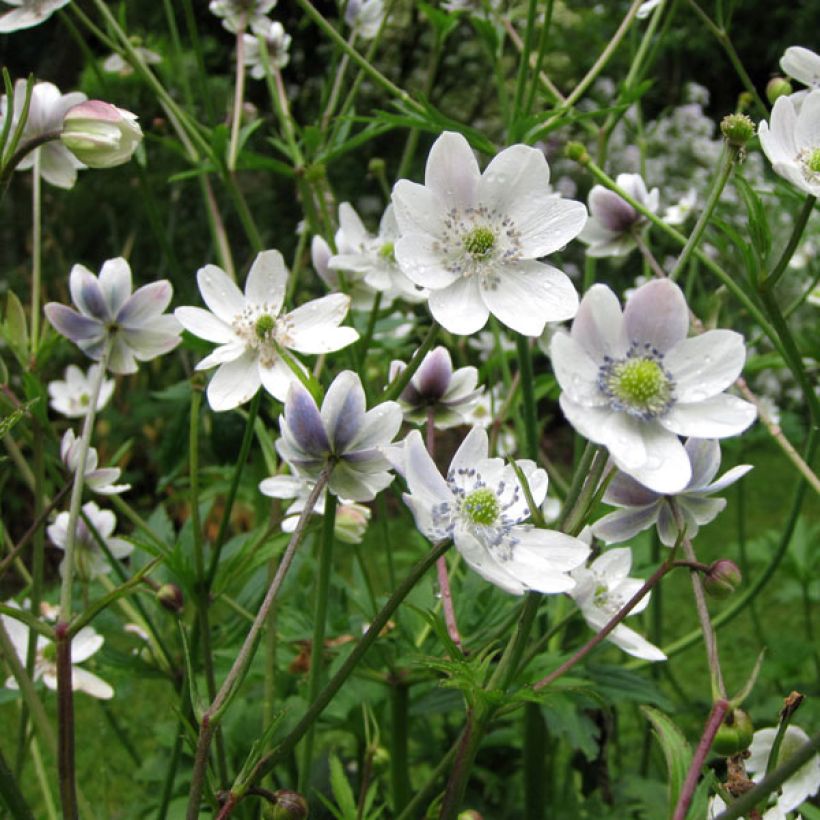 Anemone rivularis - Bach-Anemone (Plant habit)