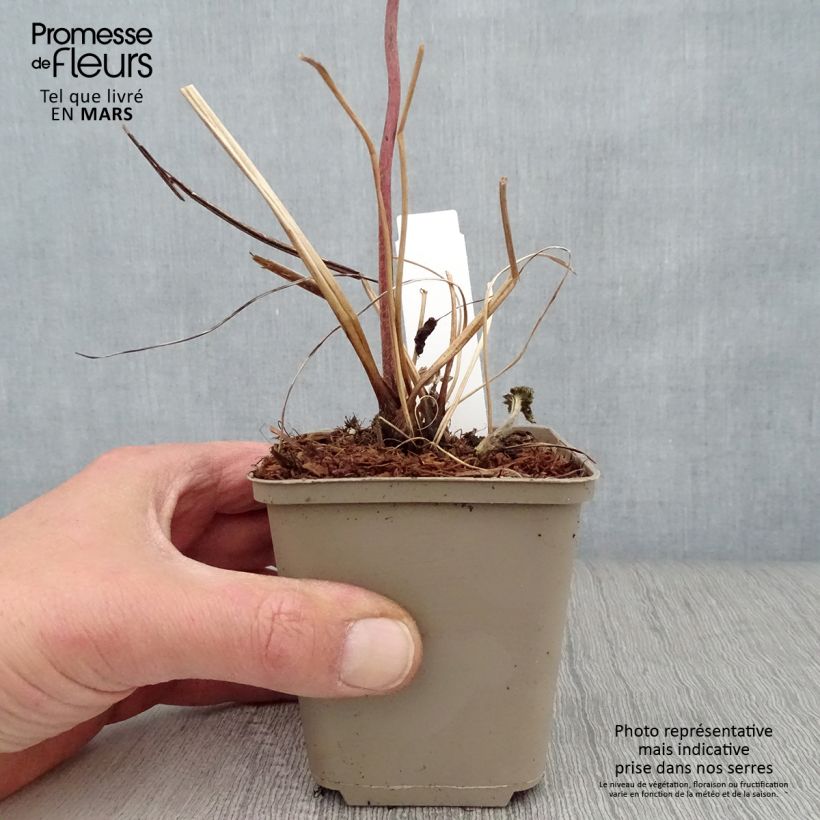 Exemplar von Anemone tomentosa Albadura - Chinesische Herbst-Anemone Kleine Töpfe von 8/9 cm wie im Frühjahr geliefert