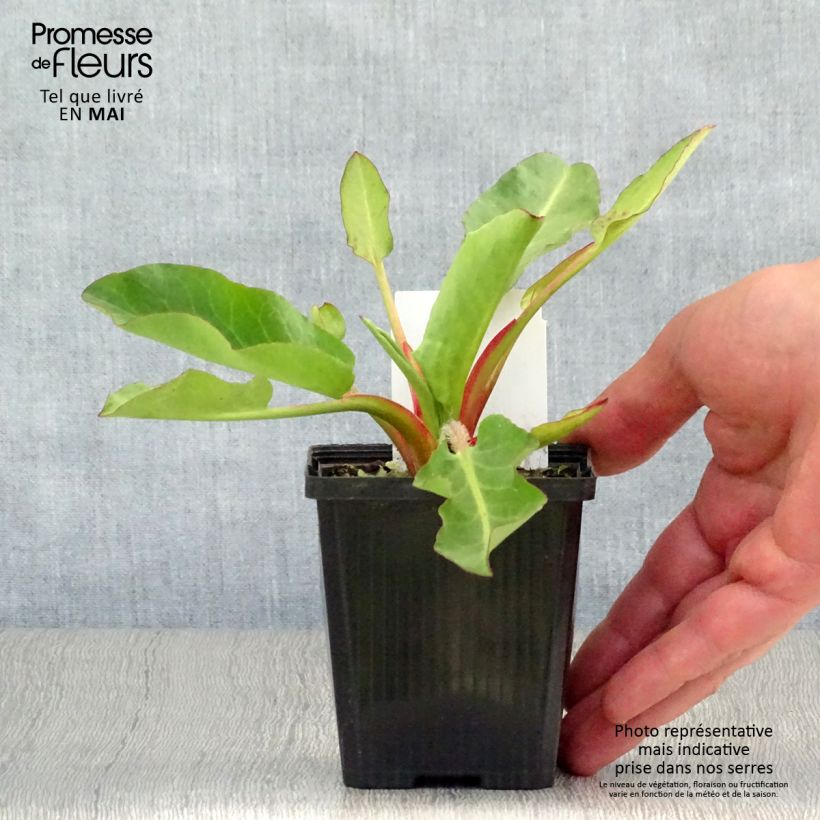 Exemplar von Anemopsis californica - Kalifornische Eidechsenschwanz Kleine Töpfe von 8/9 cm wie im Frühjahr geliefert