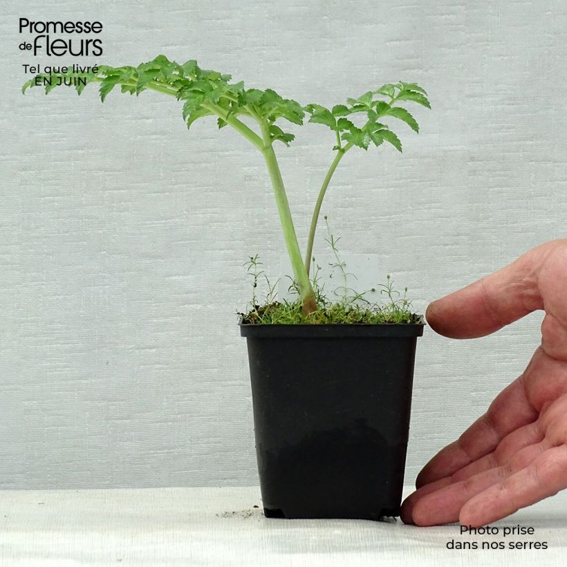 Exemplar von Angelica pachycarpa - Iberische Engelwurz Kleine Töpfe von 8/9 cm wie im Sommer geliefert