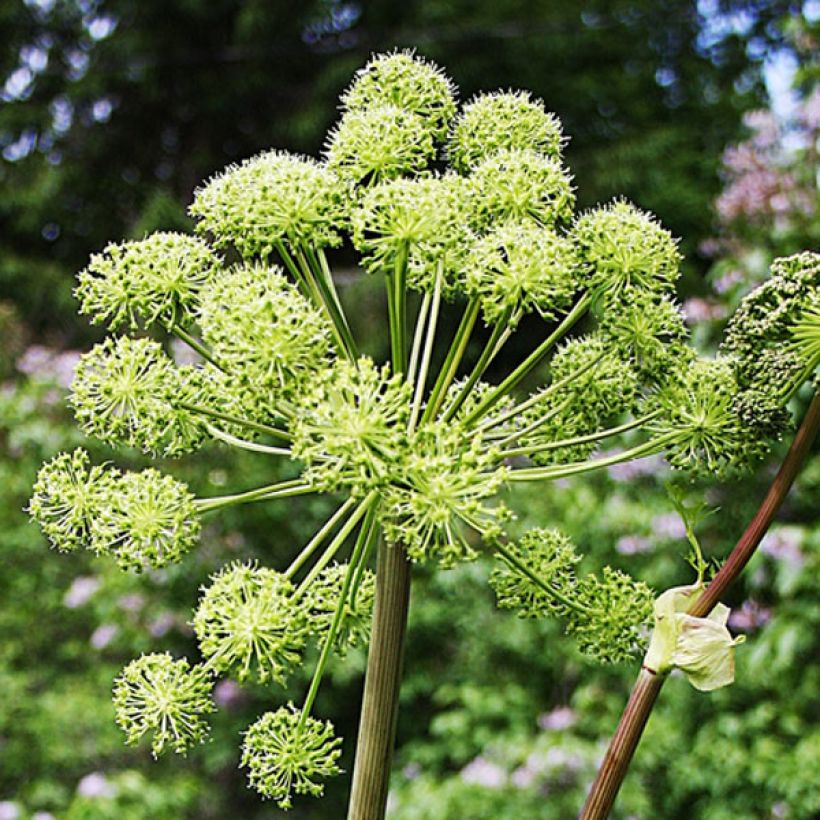 Echte Engelwurz - Angelica archangelica (Flowering)