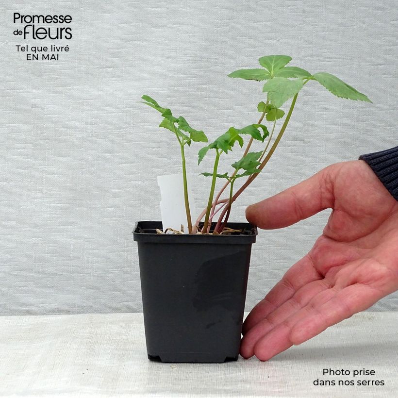 Example of Echte Engelwurz - Angelica archangelica Kleine Töpfe von 7/8 cm as you get in printemps