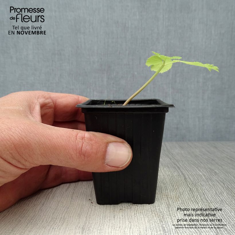 Exemplar von Echte Engelwurz - Angelica archangelica Kleine Töpfe von 7/8 cm wie im Herbst geliefert