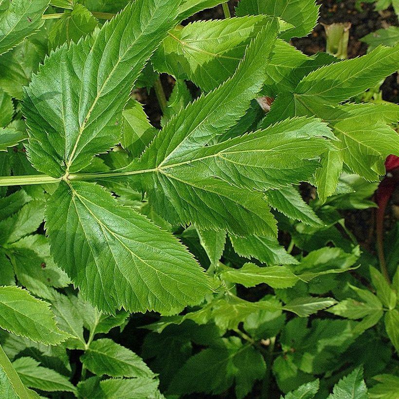 Echte Engelwurz - Angelica archangelica (Foliage)