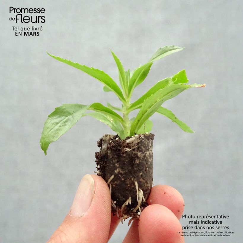 Example of Angelonia angustifolia Angelface Blue - Engelsgesicht Mini-Plug Ø 1,5/2,5 cm as you get in printemps