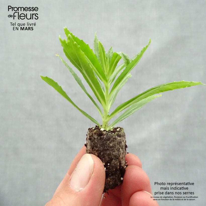 Exemplar von Angelonia angustifolia Angelface Carrara - Engelsgesicht Mini-Plug Ø 1,5/2,5 cm wie im Frühjahr geliefert