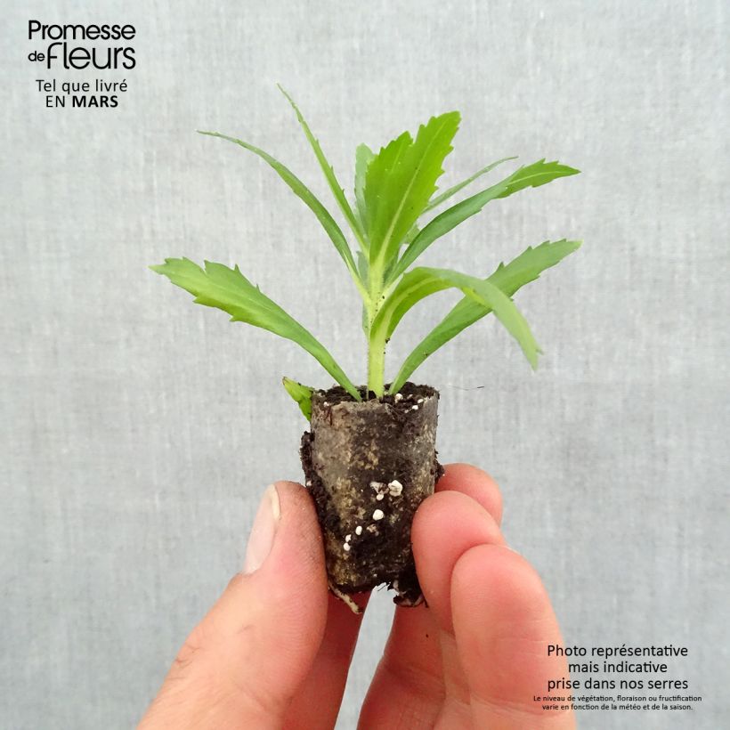 Example of Angelonia angustifolia Angelface Wedgewood Blue - Engelsgesicht Mini-Plug Ø 1,5/2,5 cm as you get in printemps