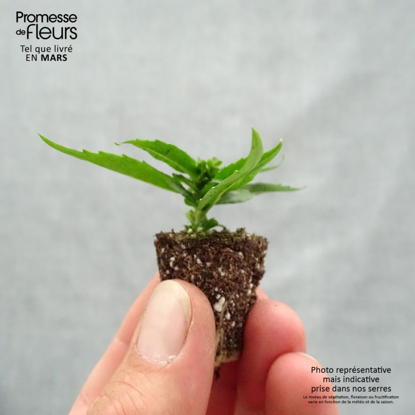 Exemplar von Angelonia angustifolia Archangel Cherry Red - Engelsgesicht Mini-Plug Ø 1,5/2,5 cm wie im Frühjahr geliefert