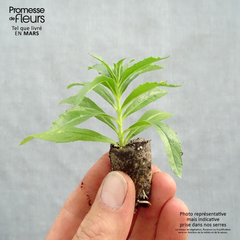 Example of Angelonia angustifolia Archangel Dark Purple - Engelsgesicht Mini-Plug Ø 1,5/2,5 cm as you get in printemps