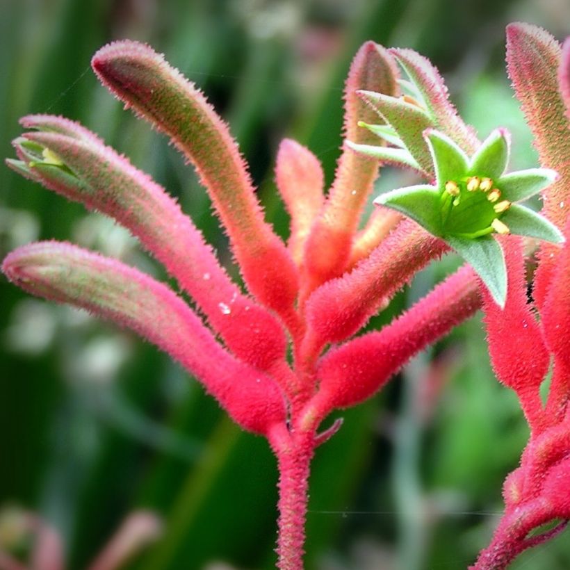 Anigozanthos flavidus - Känguruhblume (Flowering)