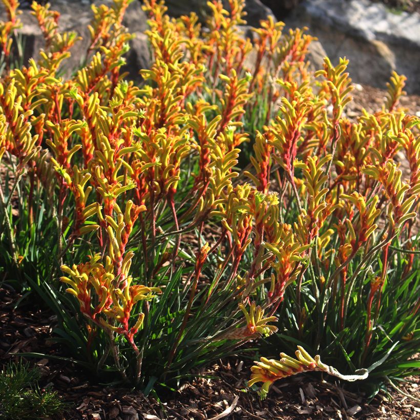 Anigozanthos flavidus - Känguruhblume (Plant habit)