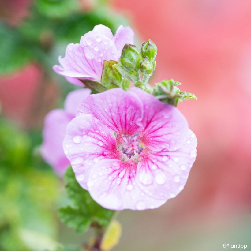 Anisodontea Cotton Candy Pink (Blüte)
