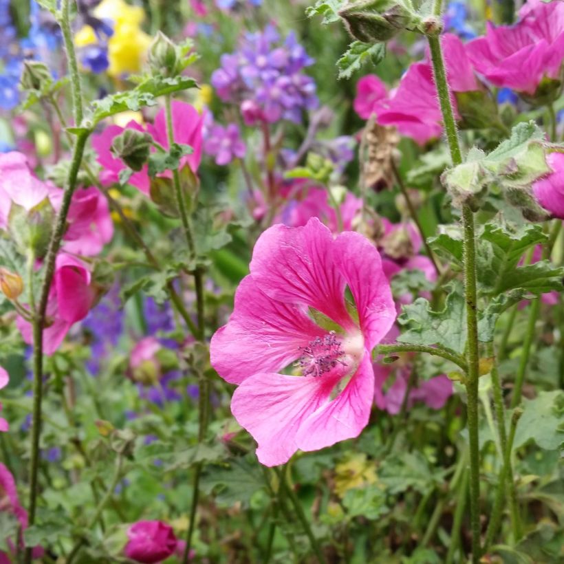 Anisodontea capensis El Rayo - Anisodontea (Flowering)