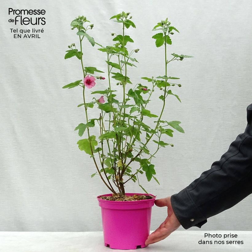 Example of Anisodontea capensis El Rayo - Anisodontea Topf mit 1,5L/2L as you get in printemps