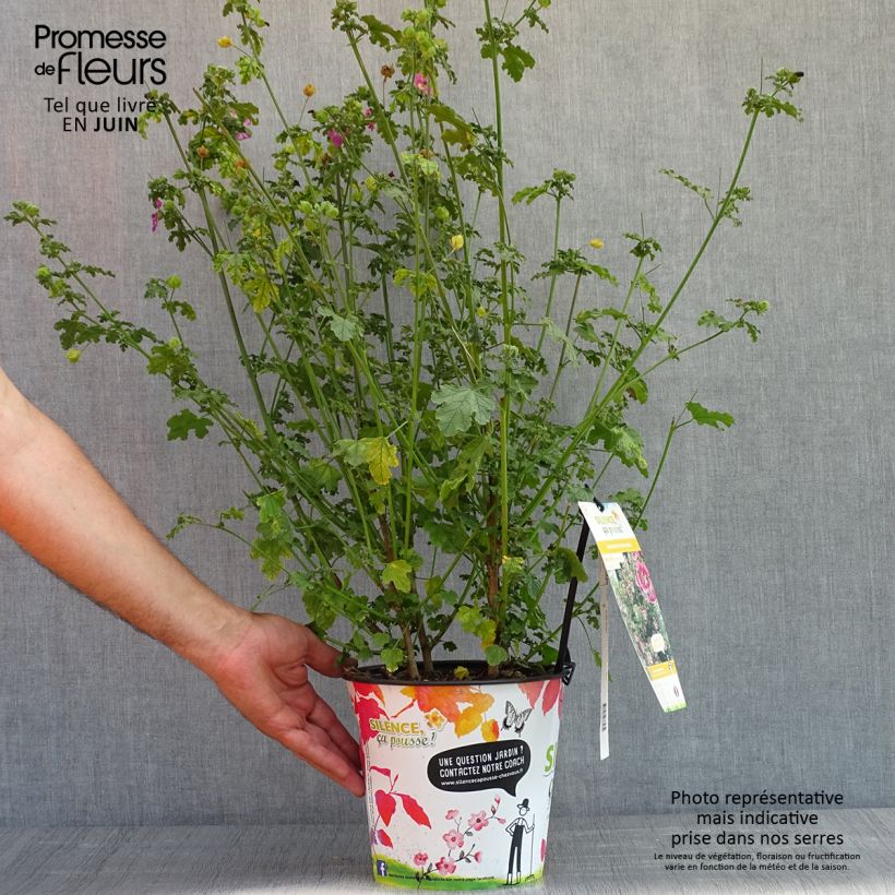 Example of Anisodontea capensis El Rayo - Anisodontea Topf mit 3L/4L as you get in printemps