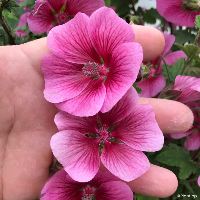 Anisodontea Carnival Lights Celebration (Blüte)