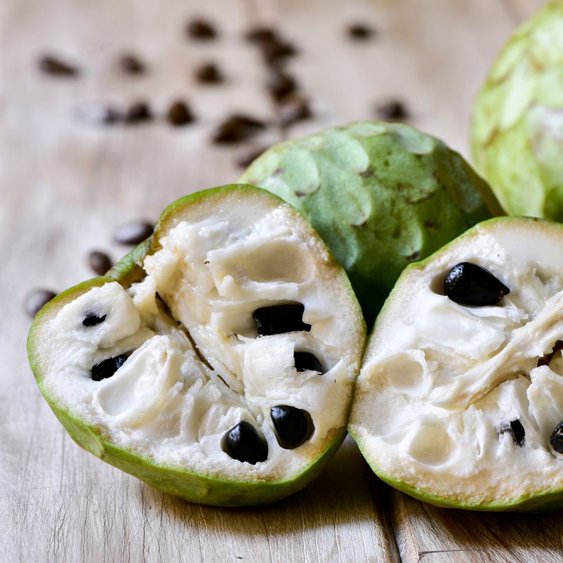 Cherimoya - Annona cherimola (Harvest)