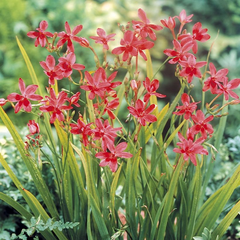 Anomatheca laxa - Scheiniris (Wuchs)