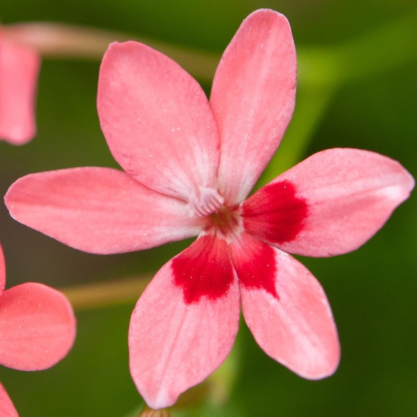 Anomatheca laxa - Scheiniris (Blüte)