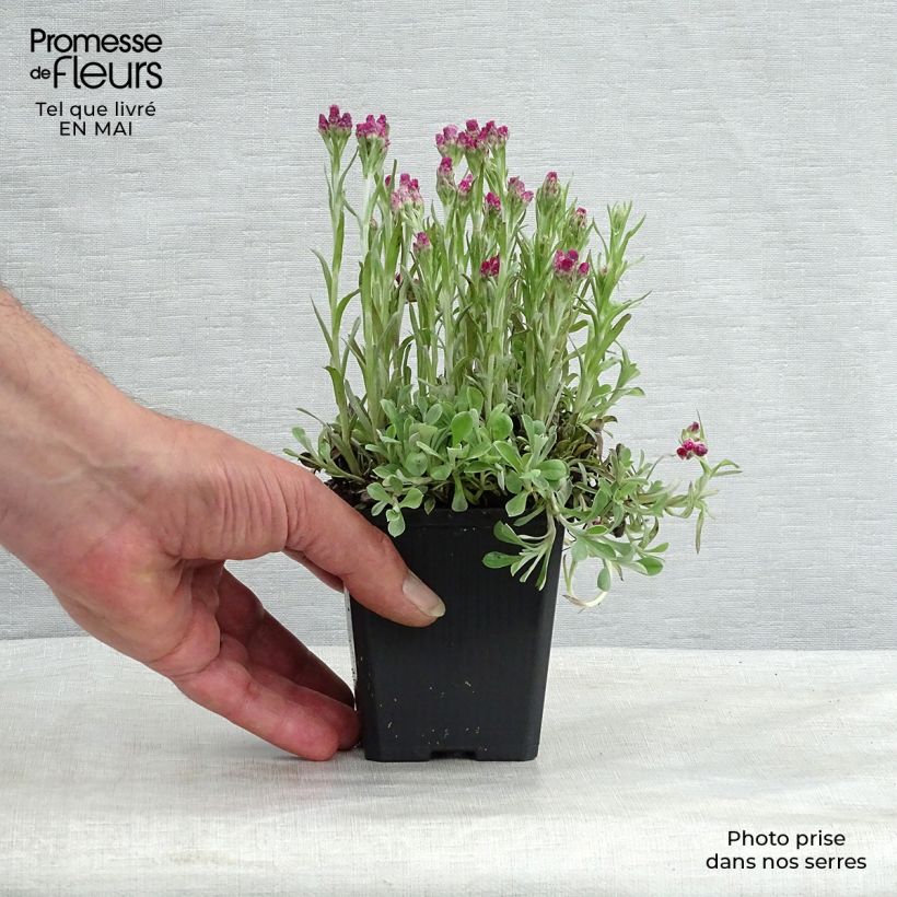 Exemplar von Antennaria dioica Rubra - Gemeines Katzenpfötchen Kleine Töpfe von 8/9 cm wie im Frühjahr geliefert