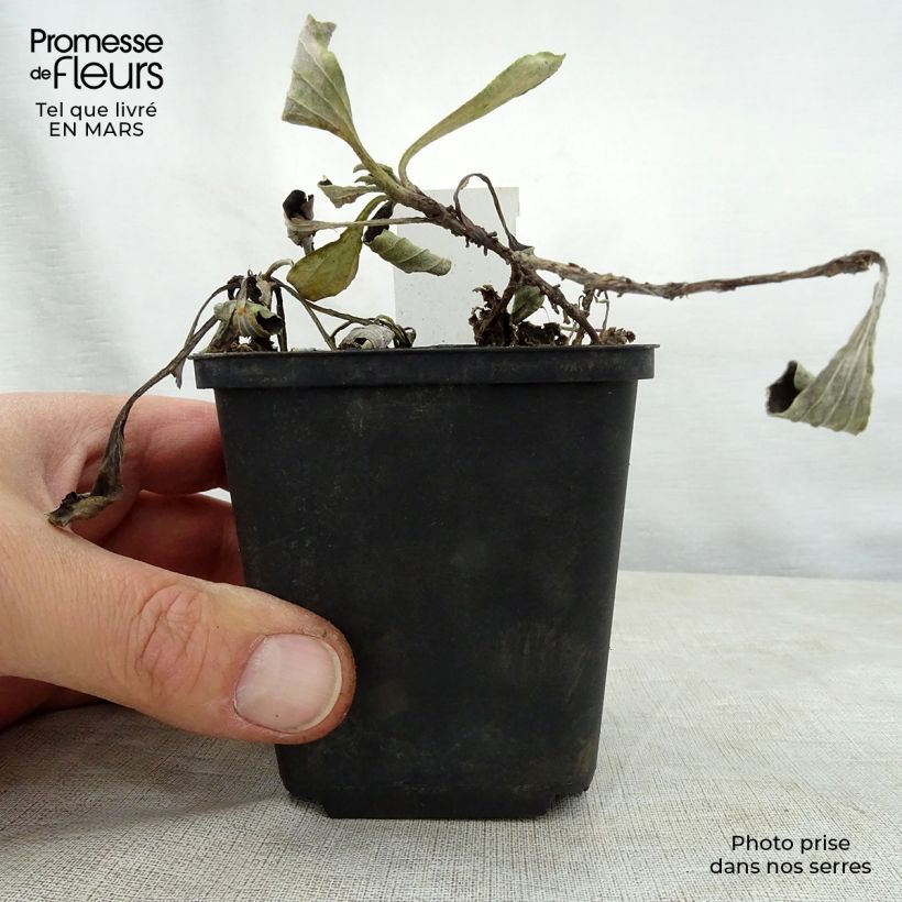 Example of Antennaria plantaginifolia - Wegerichblättriges Katzenpfötchen Kleine Töpfe von 8/9 cm as you get in printemps