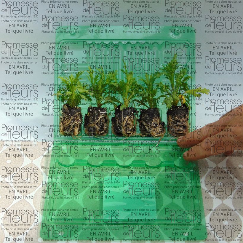 Beispiel eines Exemplars von Kanarische Strauch-Margerite Butterfly Yellow - Argyranthemum frutescens Mini-Plug Ø 3/4 cm wie geliefert