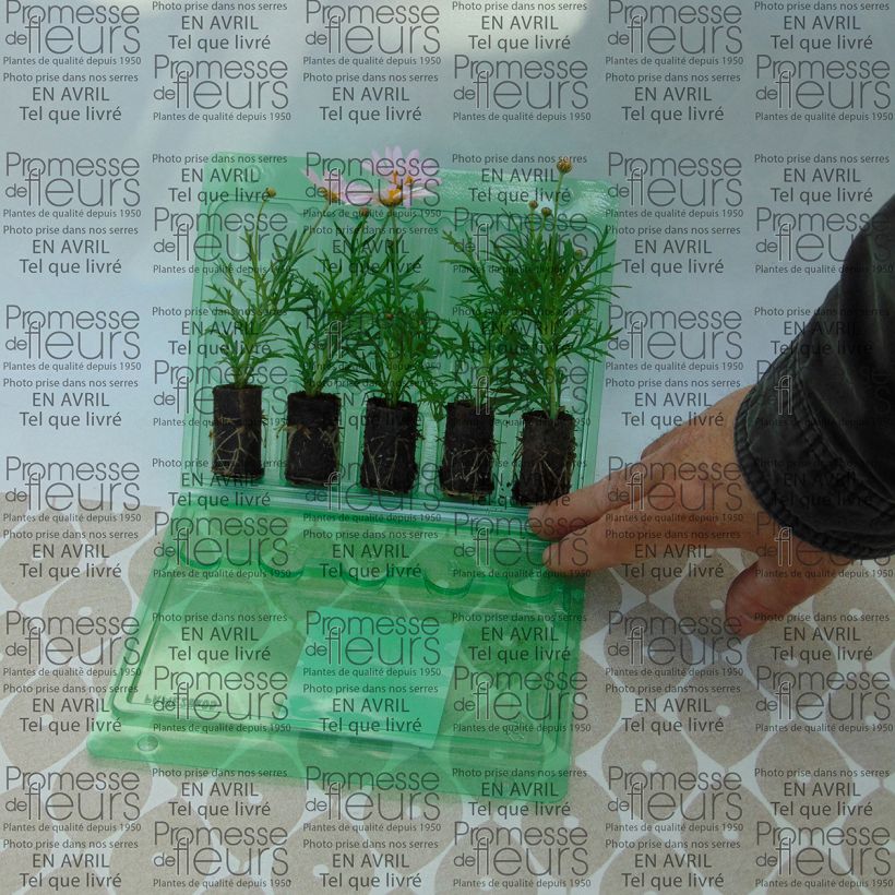 Beispiel eines Exemplars von Kanarische Strauch-Margerite Daisy Crazy Summit Pink - Argyranthemum frutescens Mini-Plug Ø 3/4 cm wie geliefert