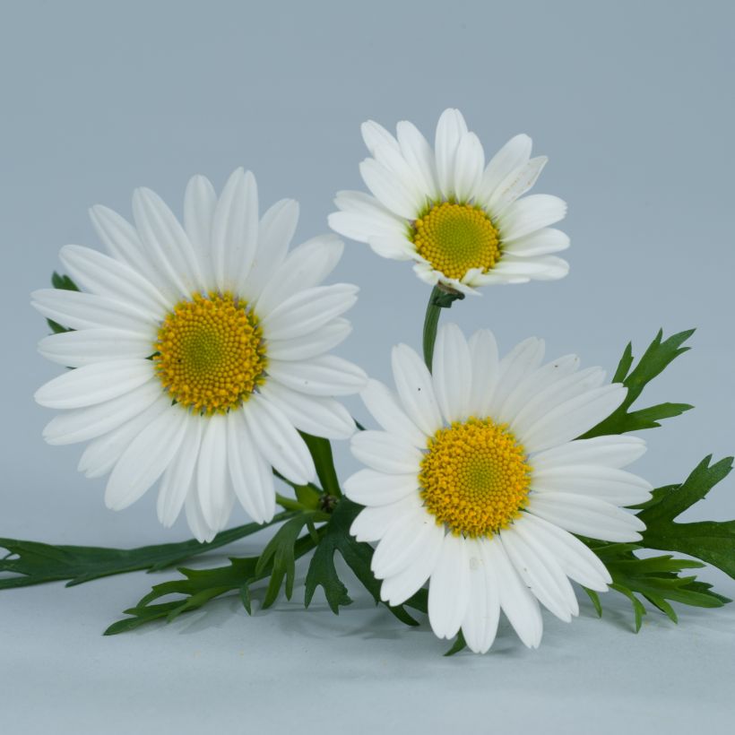 Kanarische Strauch-Margerite Everest White - Argyranthemum frutescens (Flowering)