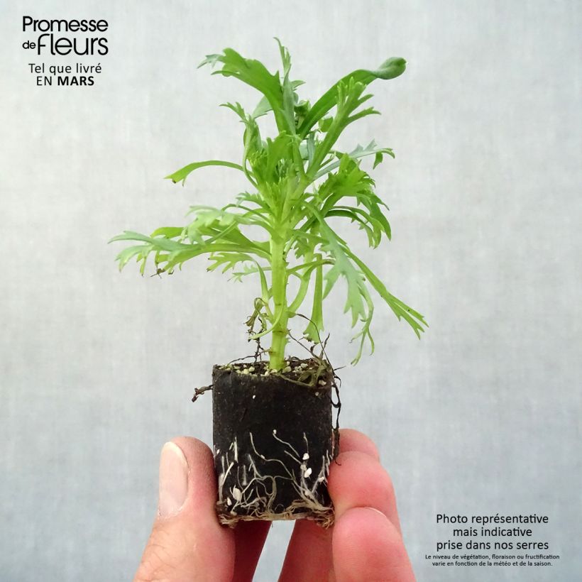 Example of Kanarische Strauch-Margerite Everest White - Argyranthemum frutescens Mini-Plug Ø 3/4 cm as you get in printemps